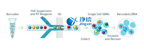 中國(guó)人自己的單細(xì)胞測(cè)序儀來(lái)了！,Drop-seq
